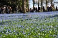 Scilla   030